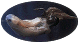 Céphalopodes - seiche - encornet - anneau - calamar