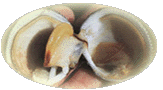 Coques - coquillages univalves et bivalves