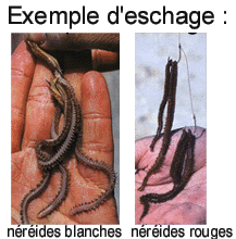 Amorcage des nereides