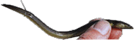 Peche au vif comme ici une civelle