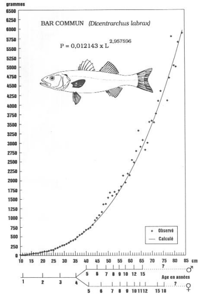 Courbe de la proportion croissance et poids du bar ou loup Courbe de la proportion croissance et poids du bar ou loup