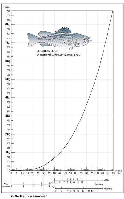 Courbe de la proportion croissance et poids du bar ou loup